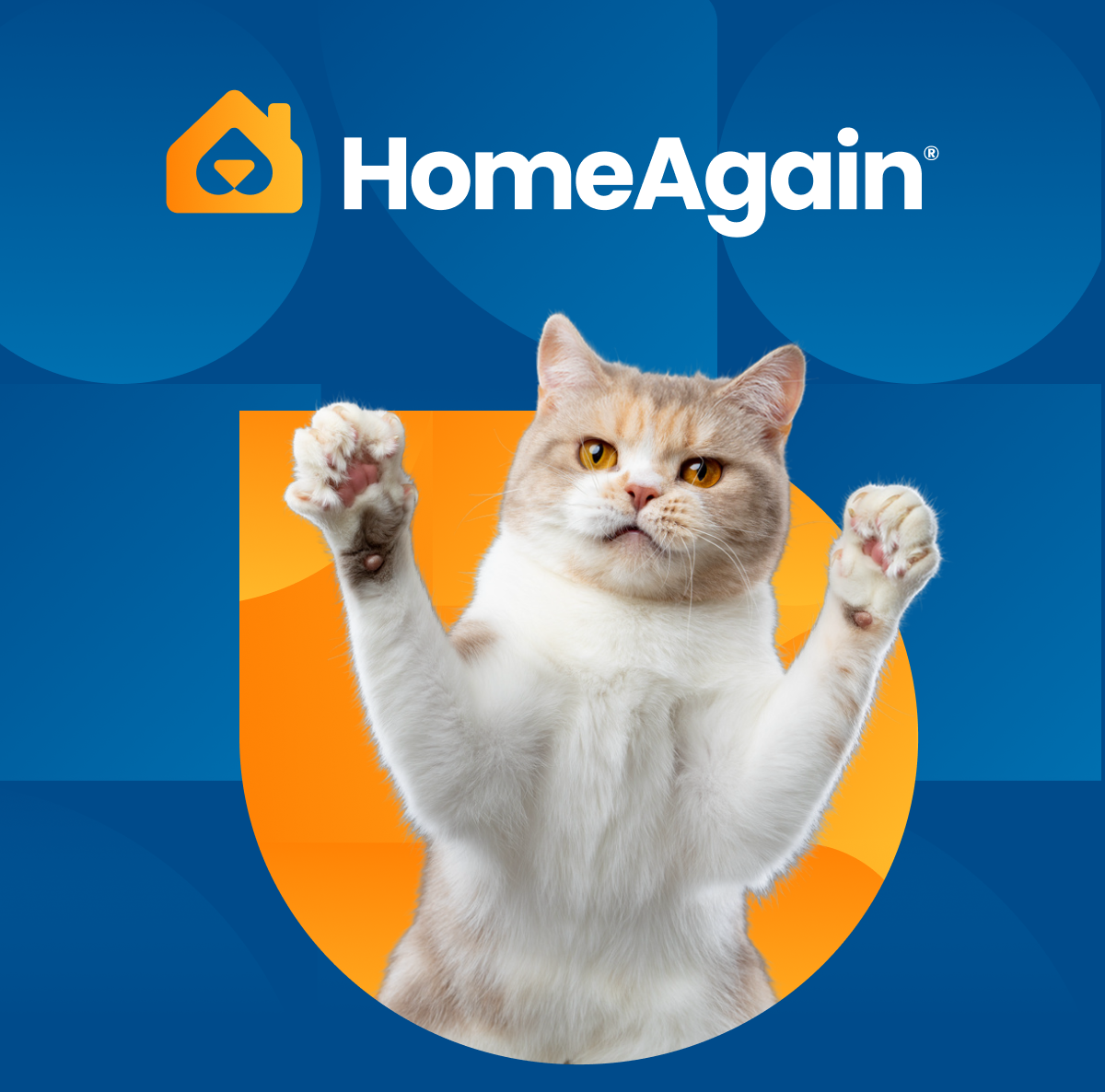 HomeAgain — a happy cat with paws raised, celebrating another year of Premium membership